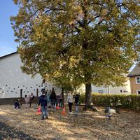 Idealer Baum für ein Baumhaus